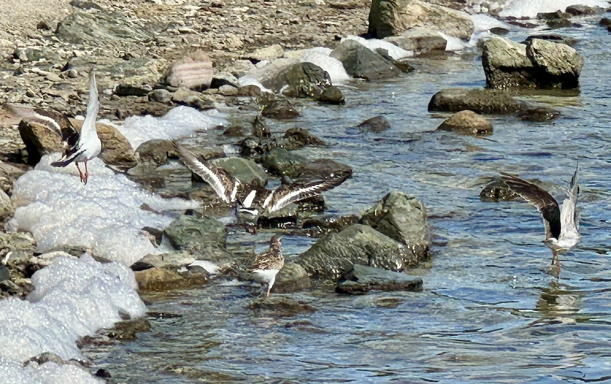 Ruddy Turnstone - ML613224891