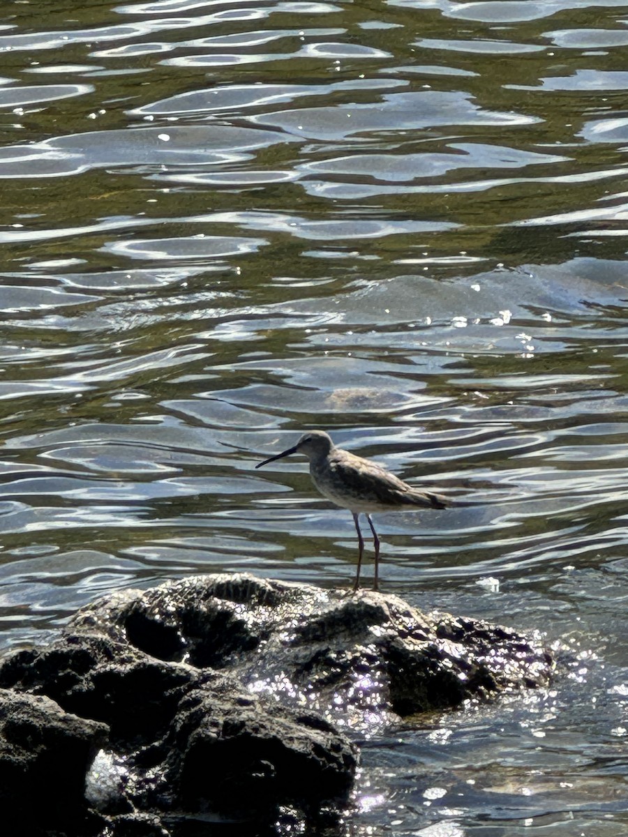 Stilt Sandpiper - ML613224933