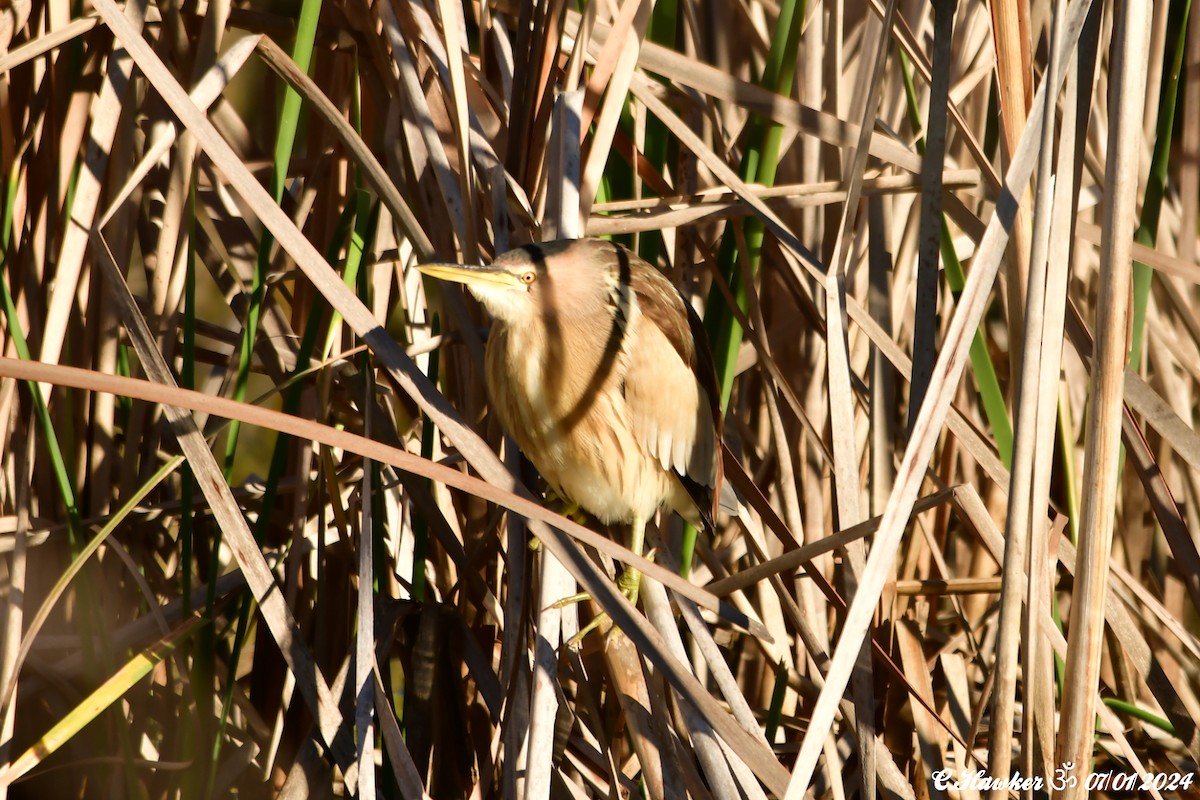 Little Bittern - ML613224944