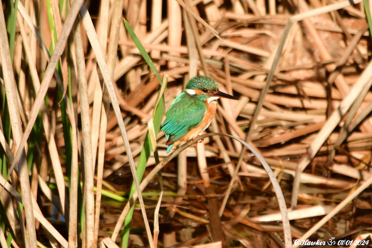 Common Kingfisher - ML613224955