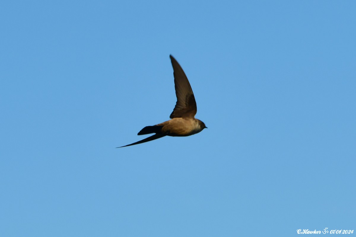 Eurasian Crag-Martin - Carl  Hawker