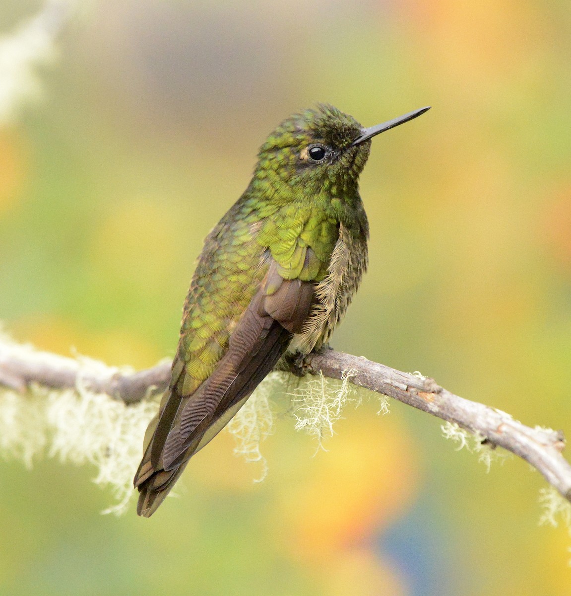 Buff-tailed Coronet - ML613225030