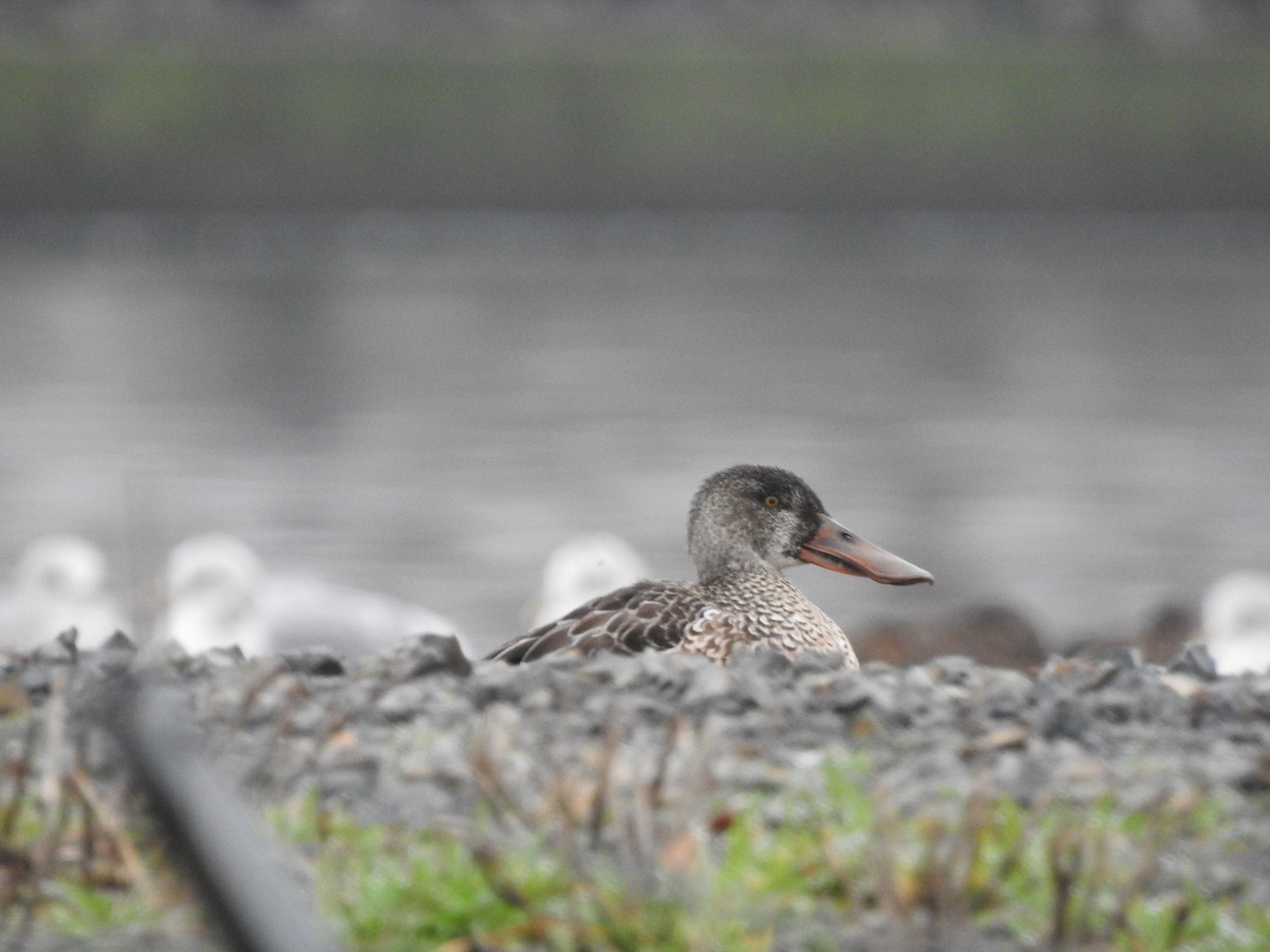 Northern Shoveler - ML613225084