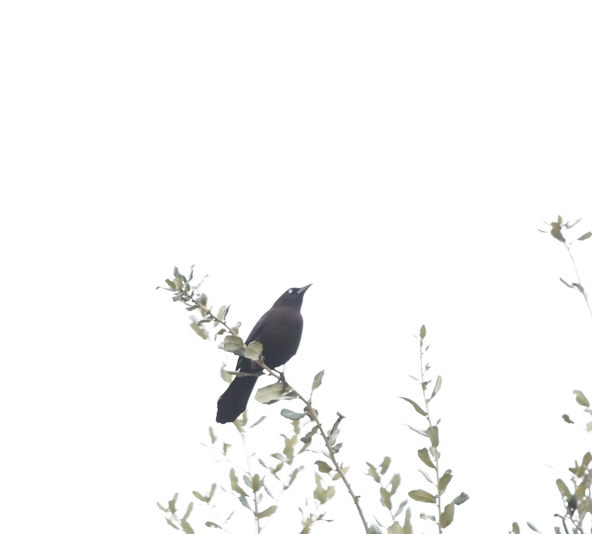 Common Grackle - ML613225089