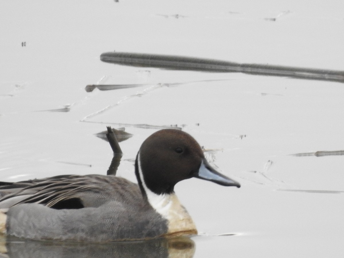 Northern Pintail - ML613225134