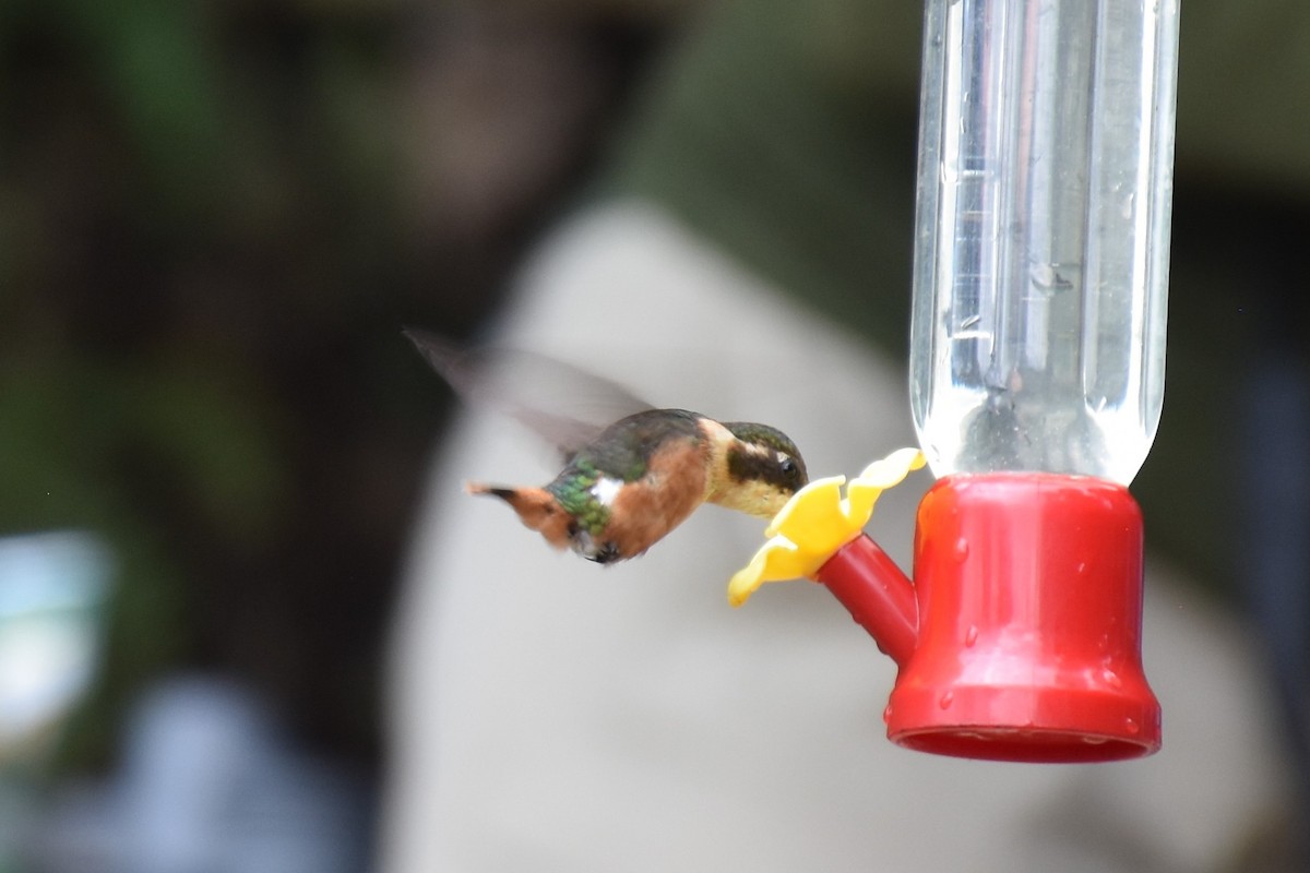 Colibrí de Heliodoro - ML613225168