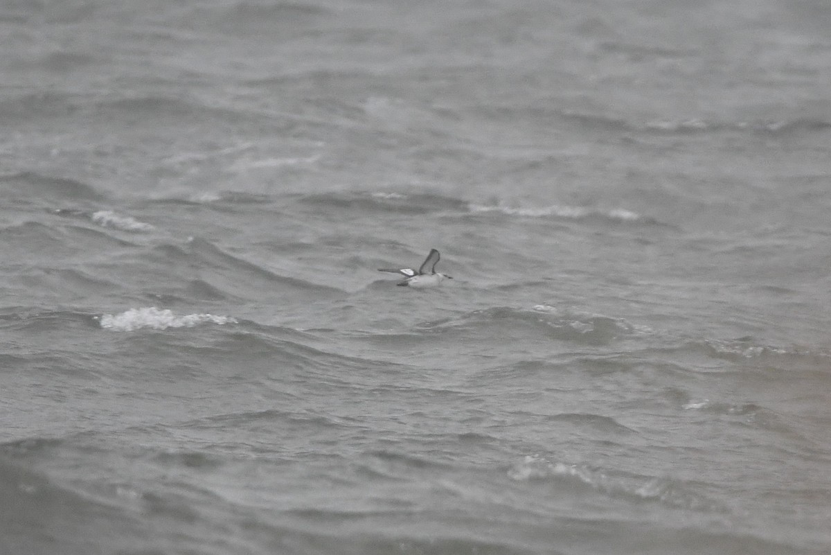 Black Guillemot (grylle Group) - ML613225189