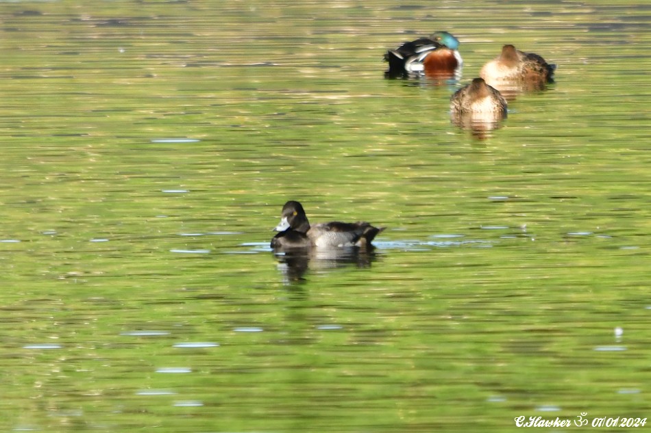 Lesser Scaup - ML613225201