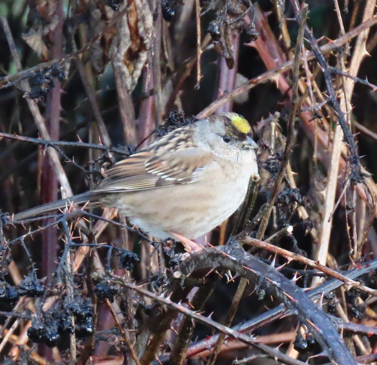 Golden-crowned Sparrow - ML613225258