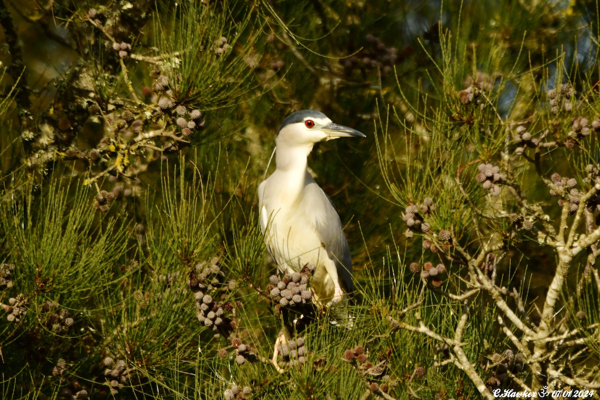 Black-crowned Night Heron - ML613225263