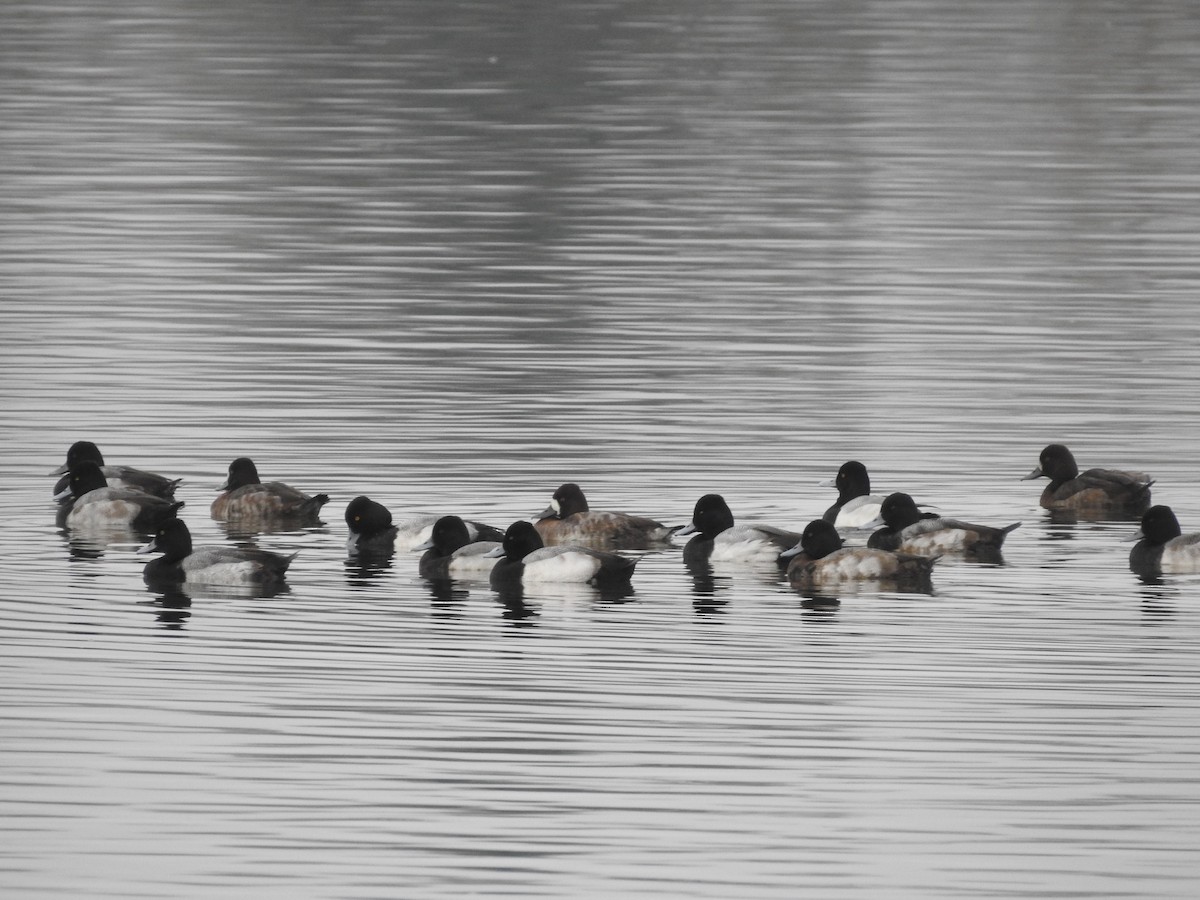 Lesser Scaup - ML613225293