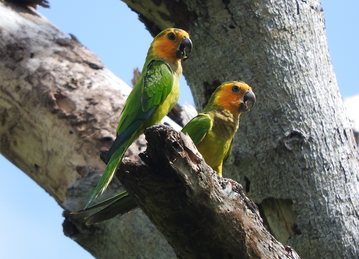 Brown-throated Parakeet - ML613225340