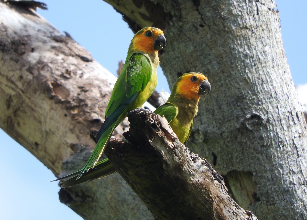 Brown-throated Parakeet - ML613225341