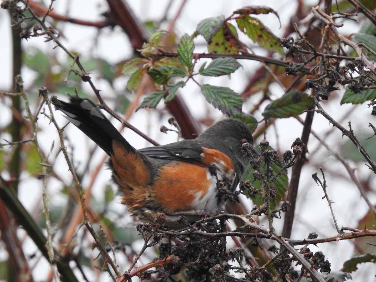 Spotted Towhee - ML613225359