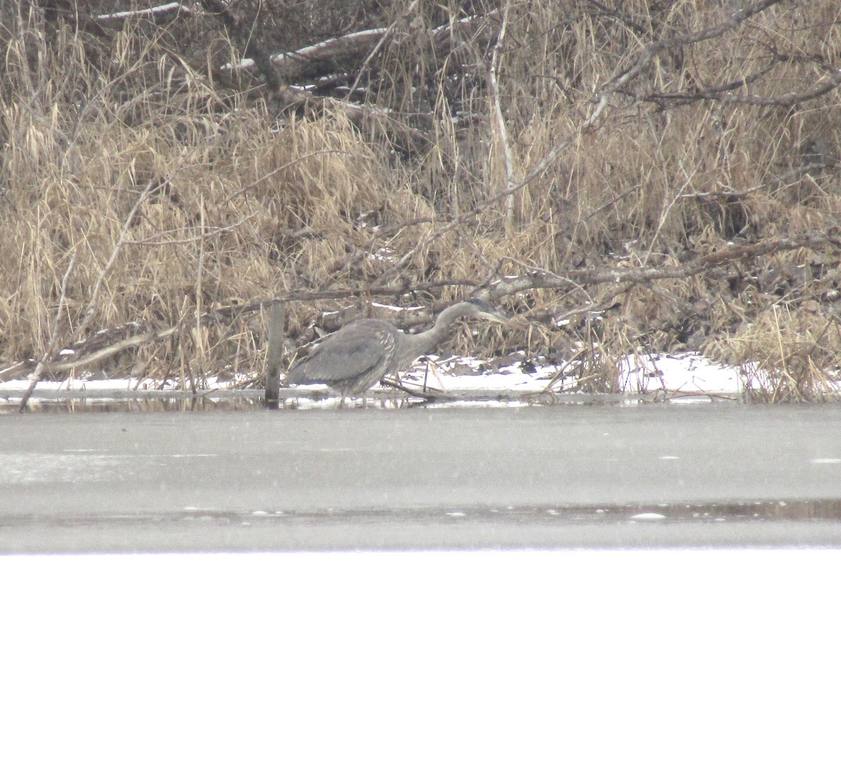 Great Blue Heron - ML613225392