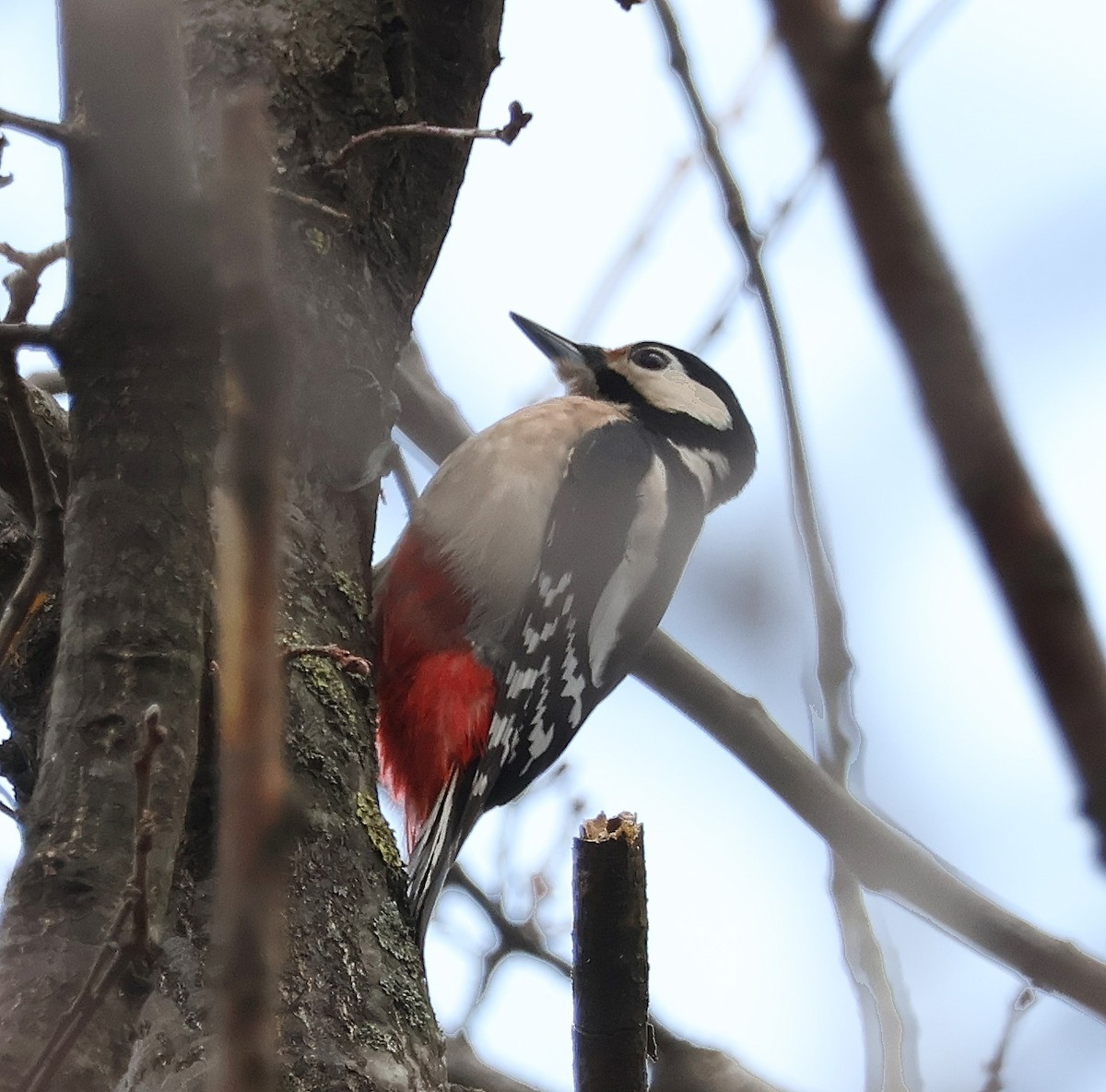 Great Spotted Woodpecker - Mileta Čeković
