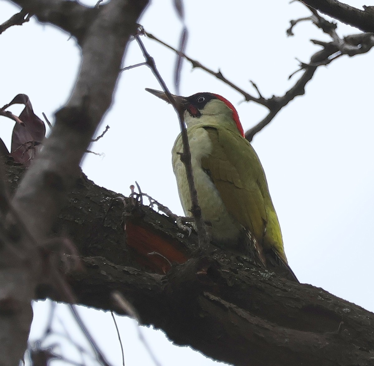 Eurasian Green Woodpecker - ML613225397