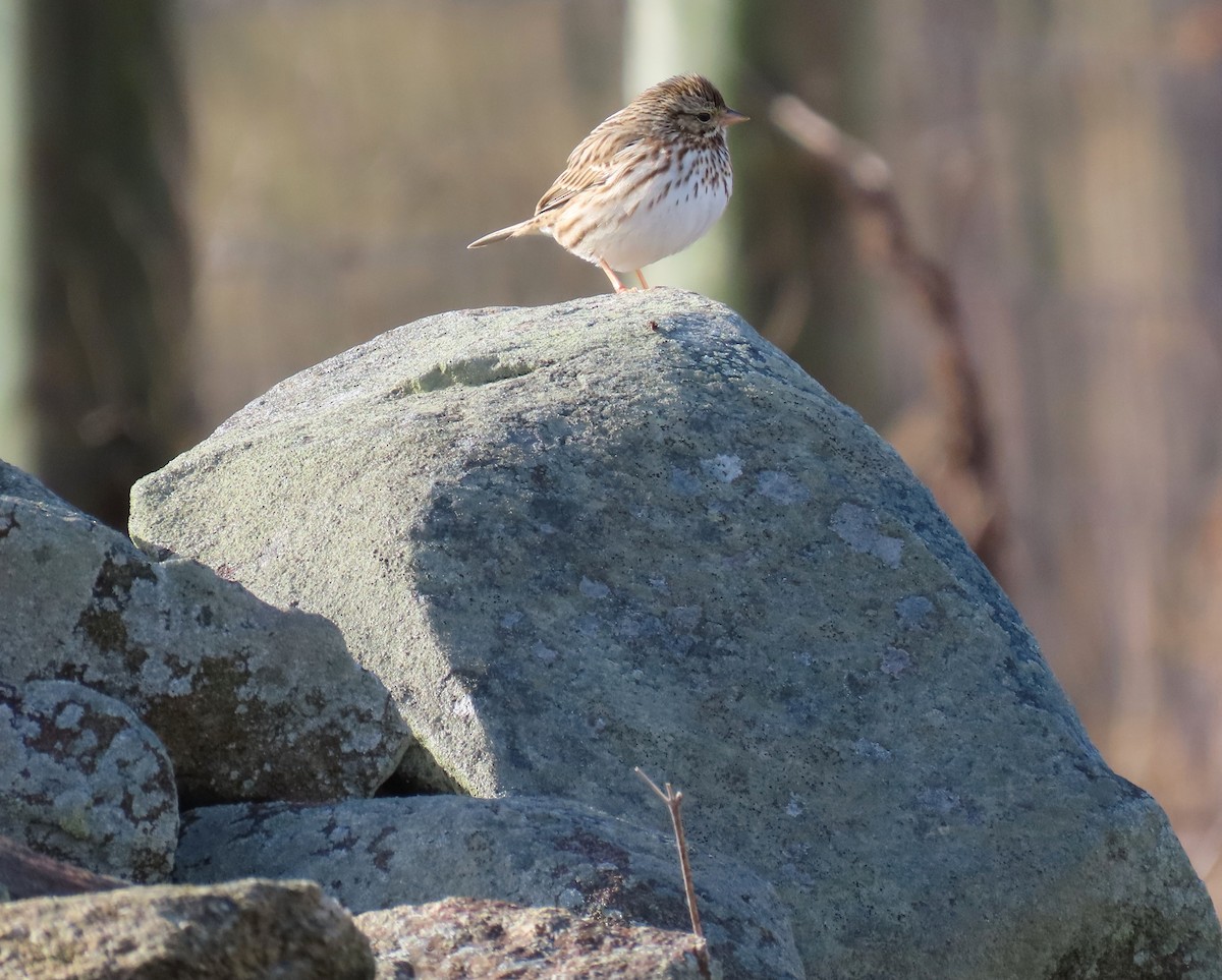 Savannah Sparrow - ML613225424