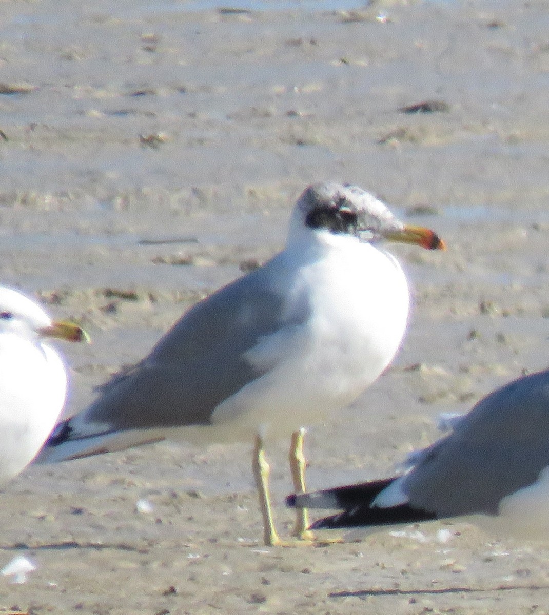 Pallas's Gull - ML613225634