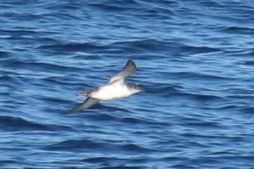 Yelkouan Shearwater - Gonzalo Pardo