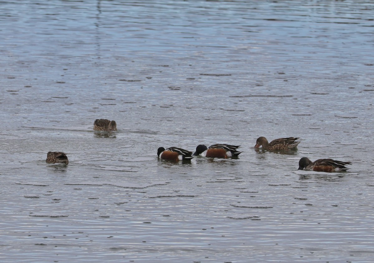 Northern Shoveler - Mohini Rawool-Sullivan