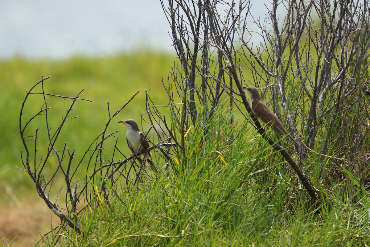 Yellow-billed Cuckoo - ML613225743