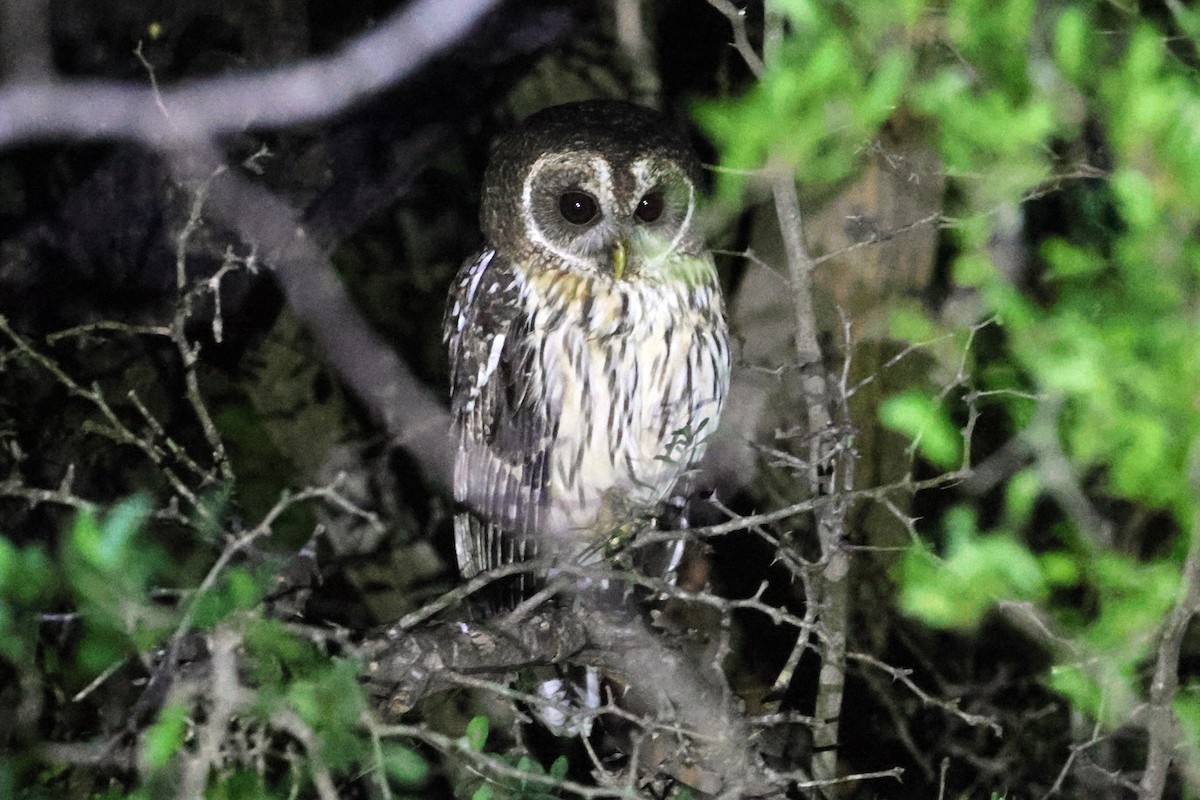 Mottled Owl - Michael Weaver