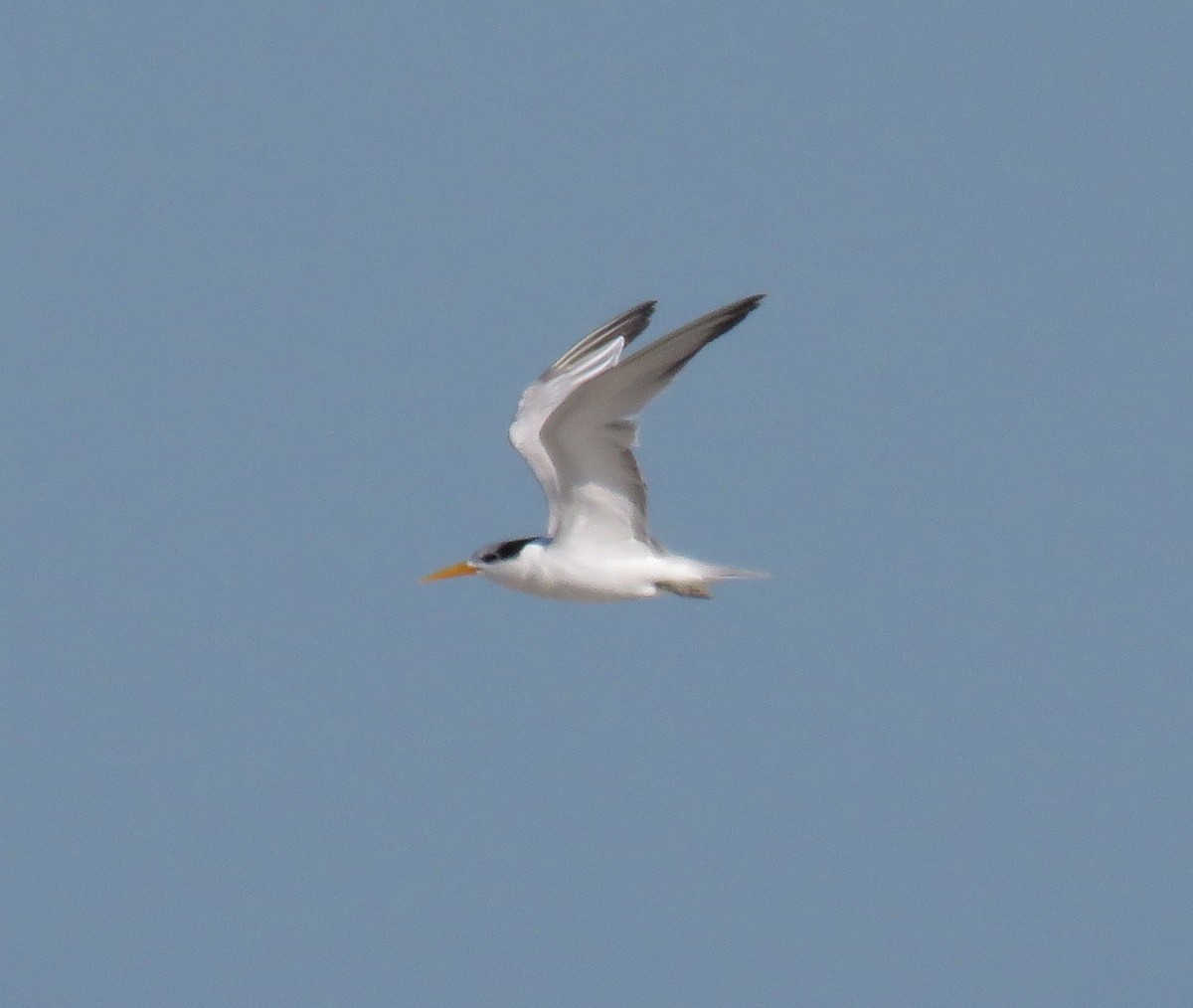 Lesser Crested Tern - ML613225845