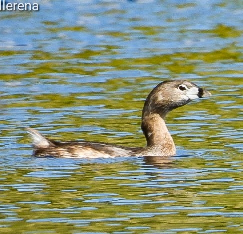 Pied-billed Grebe - ML613225850