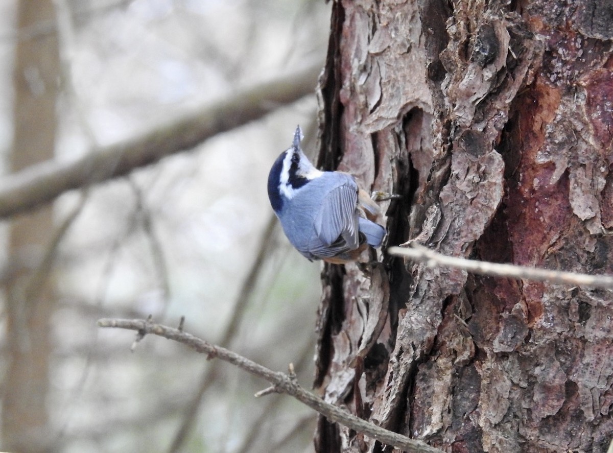 Red-breasted Nuthatch - ML613225852