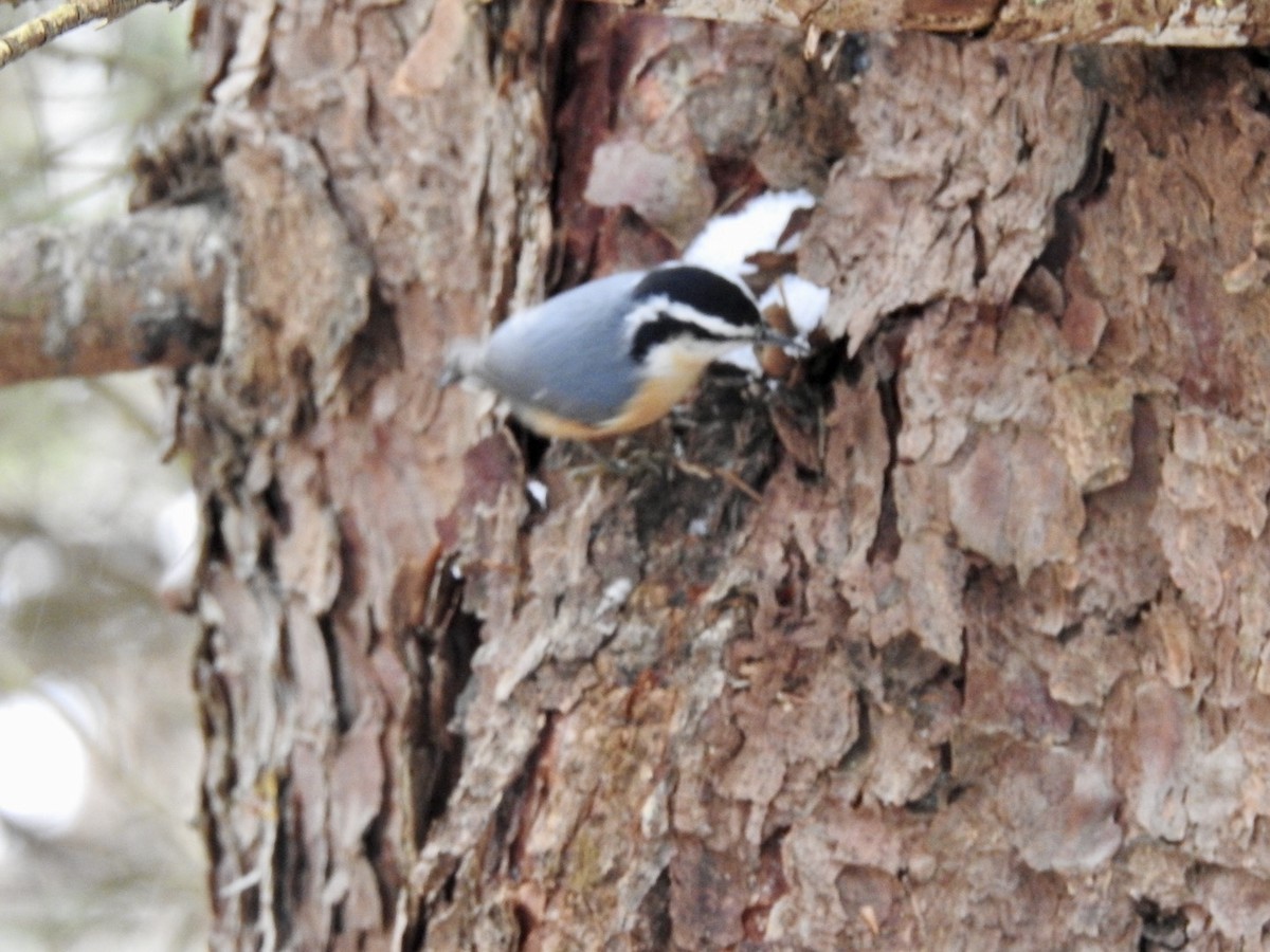 Red-breasted Nuthatch - ML613225853