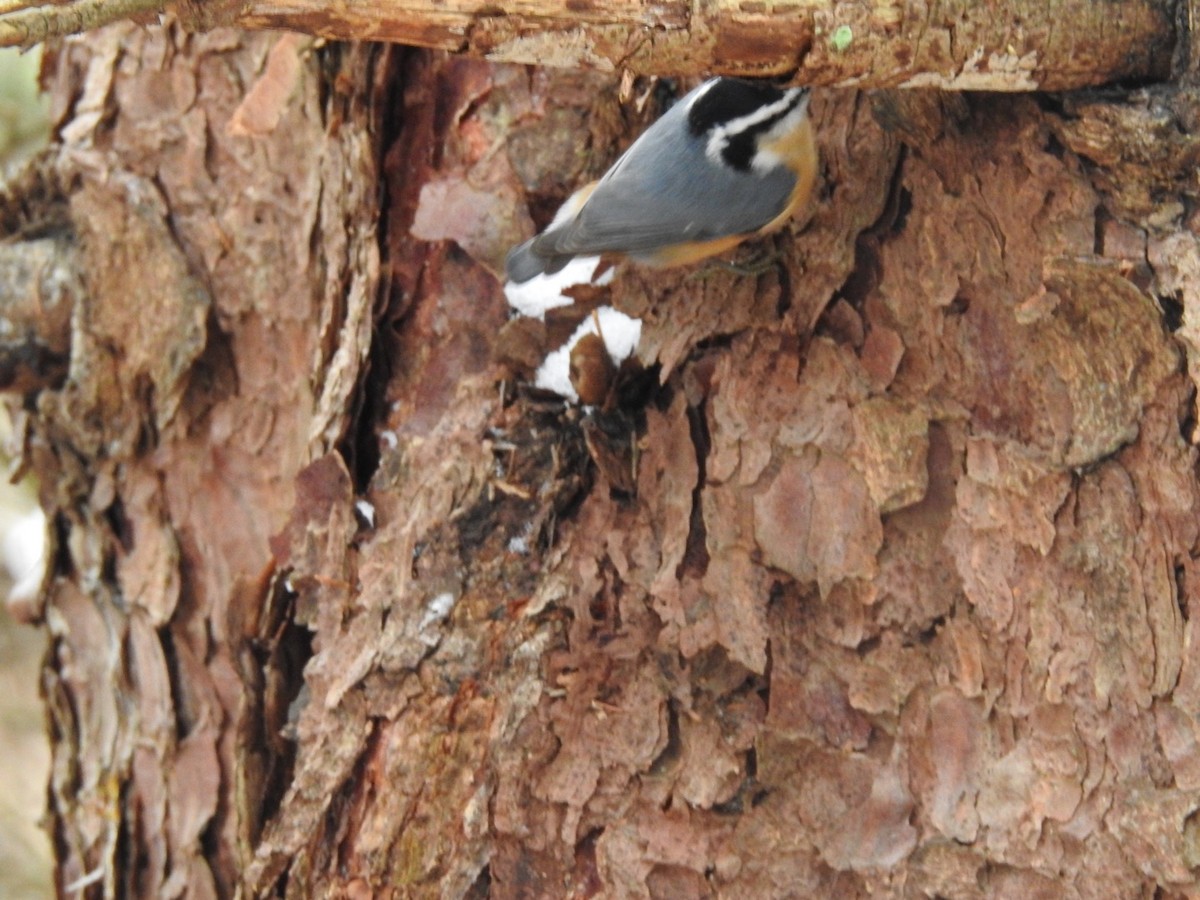 Red-breasted Nuthatch - ML613225854
