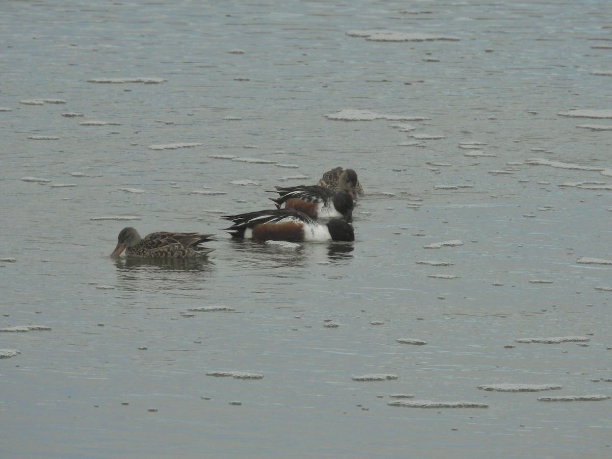 Northern Shoveler - Mohini Rawool-Sullivan