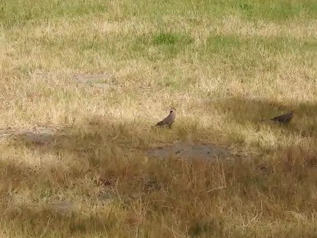 Ring-necked Dove - ML613225937