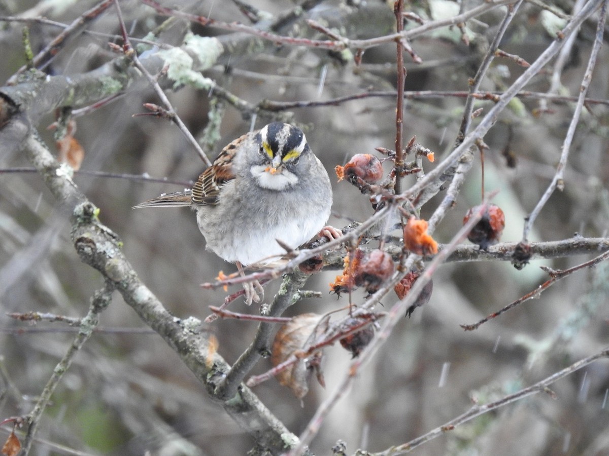 White-throated Sparrow - ML613225965