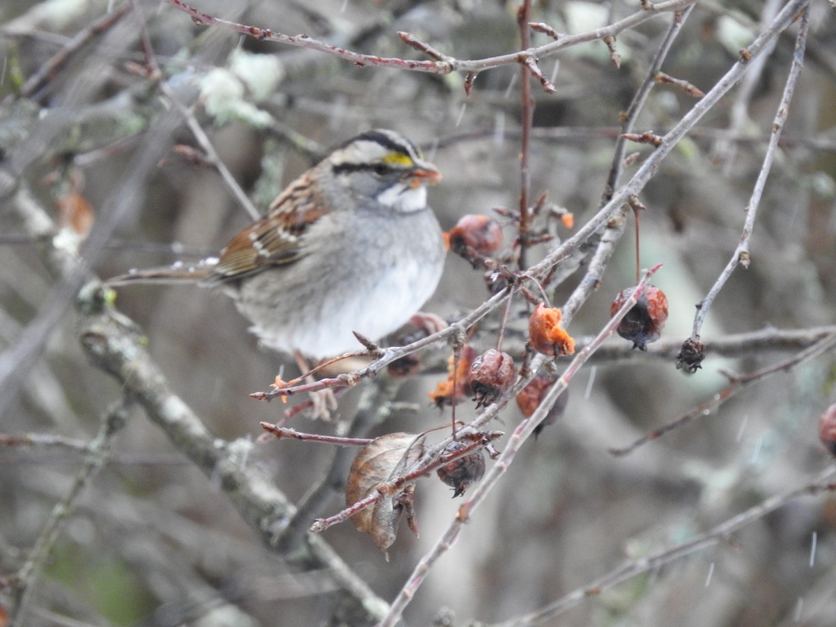 White-throated Sparrow - ML613225966