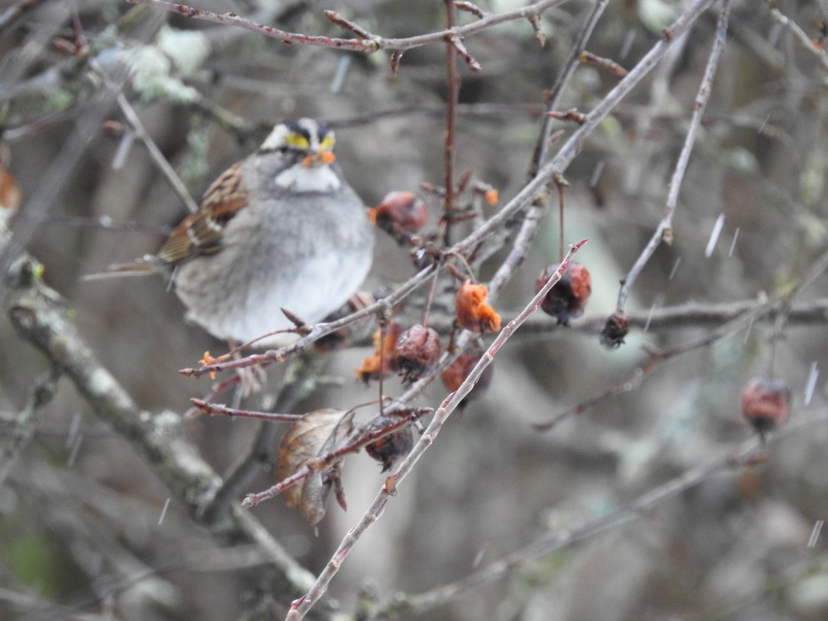 White-throated Sparrow - Betsy MacMillan