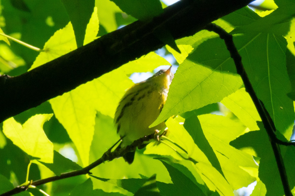 Magnolia Warbler - Marcy Carpenter