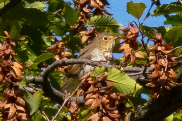 Swainson's Thrush - ML613226185