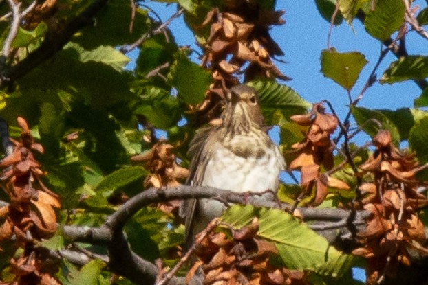 Swainson's Thrush - ML613226186