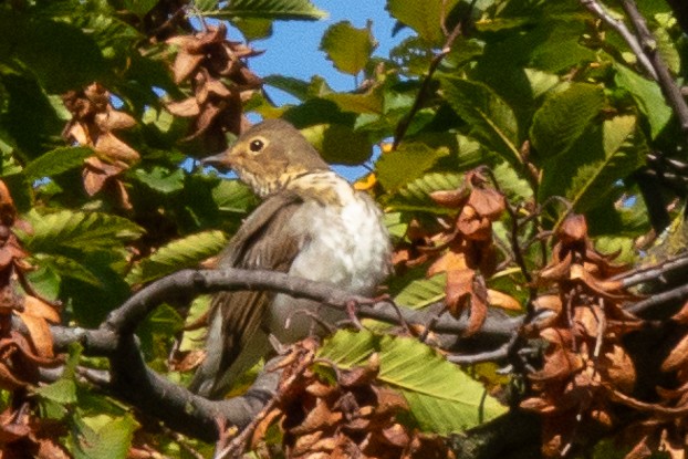 Swainson's Thrush - ML613226187
