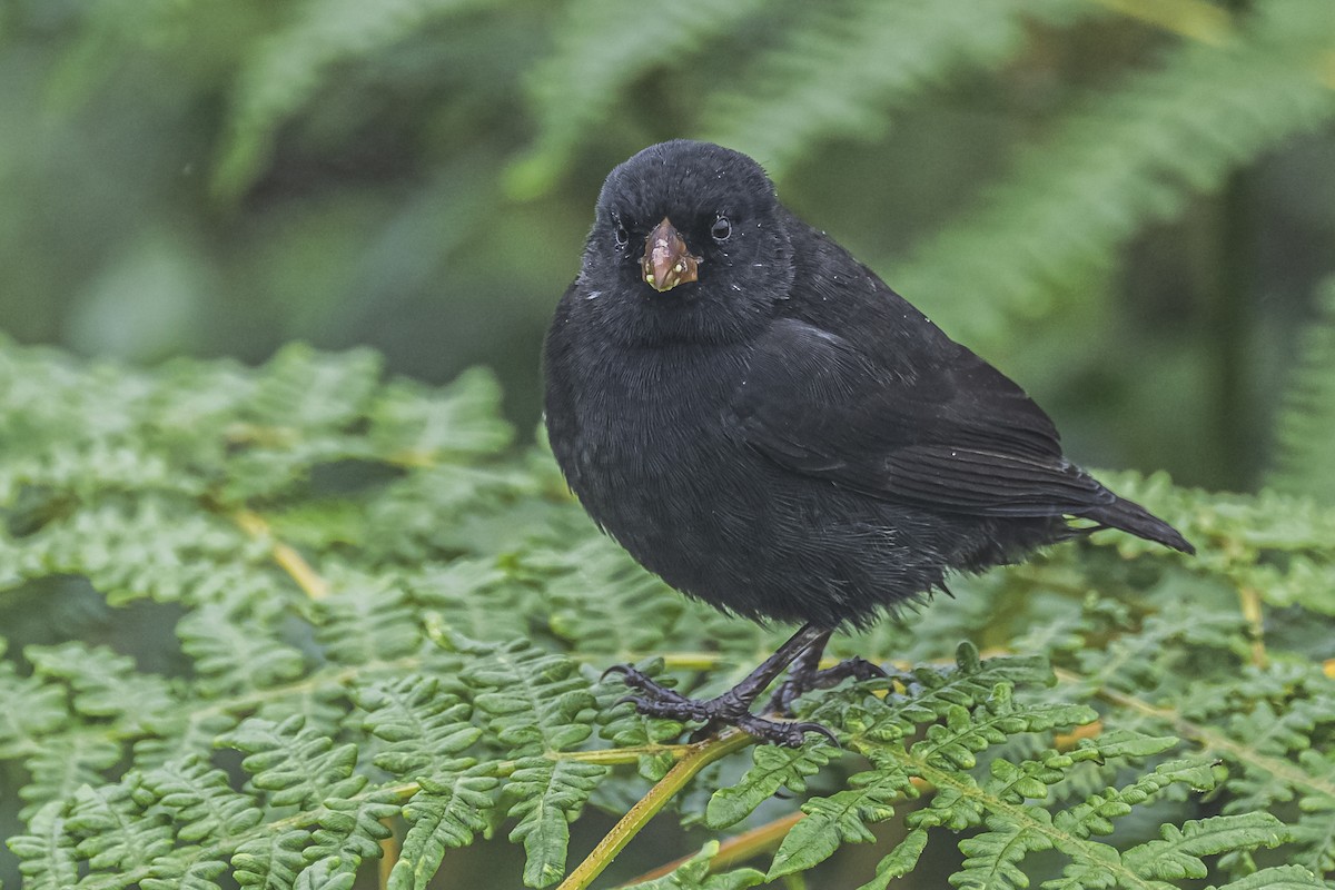 Small Ground-Finch - ML613226267