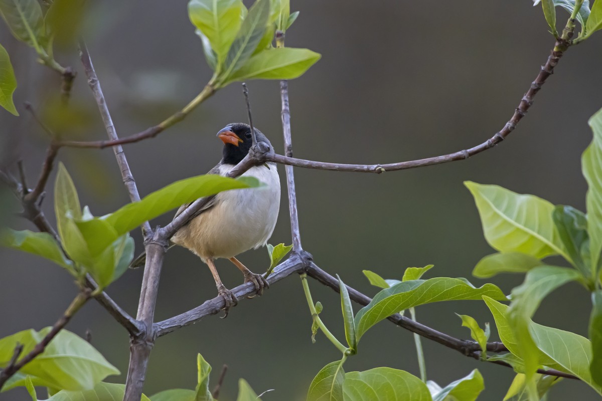 Black-throated Saltator - Antonio Rodriguez-Sinovas