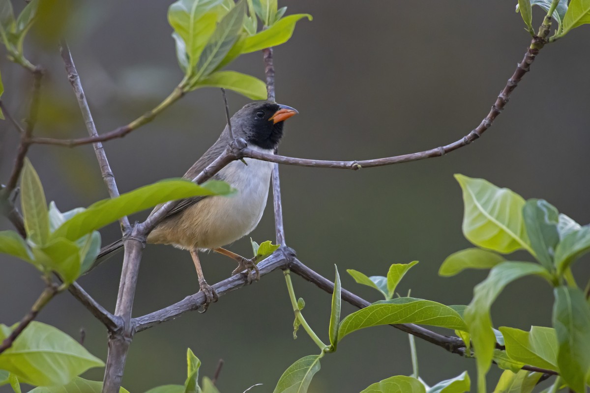 Black-throated Saltator - Antonio Rodriguez-Sinovas