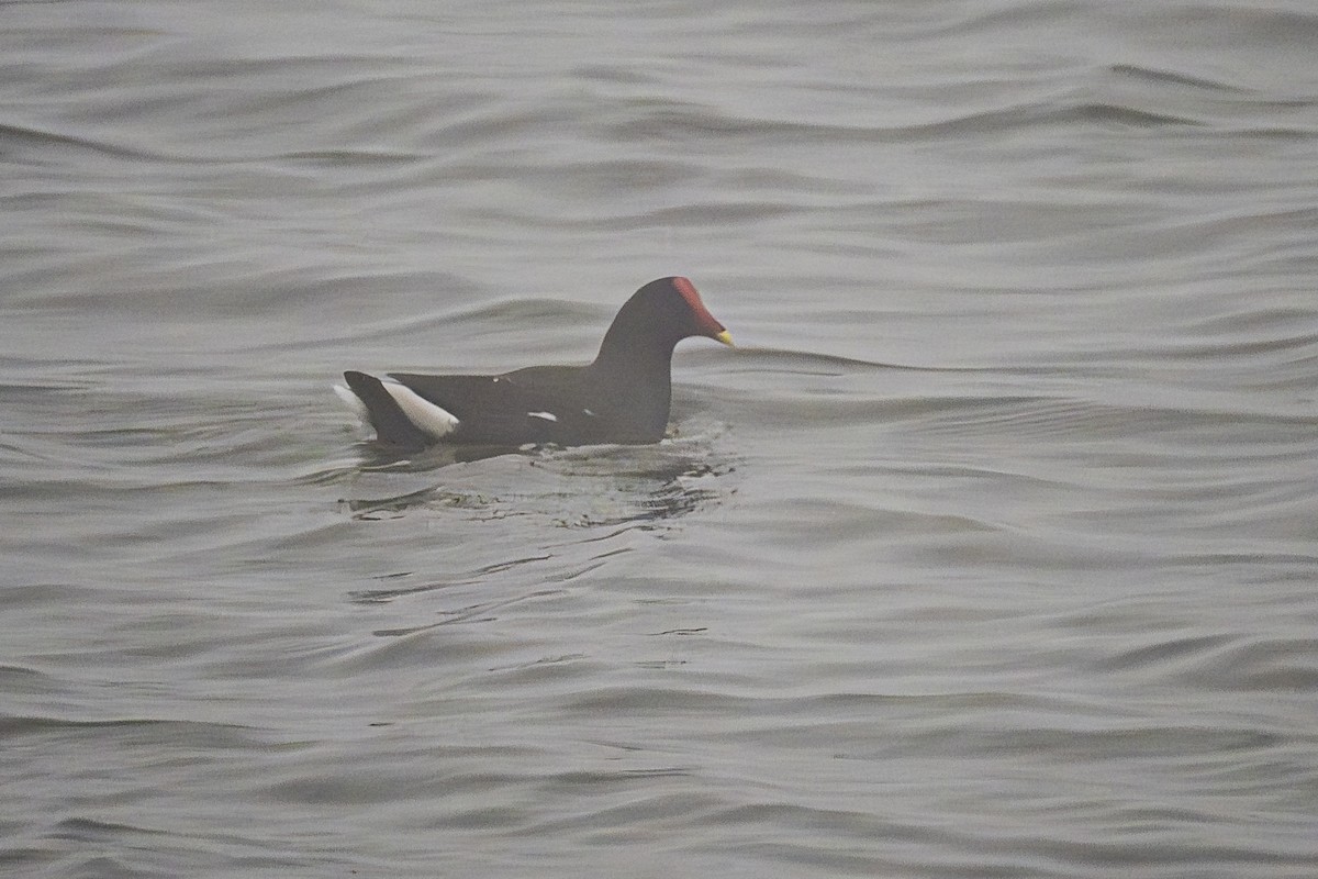 Gallinule d'Amérique - ML613226307