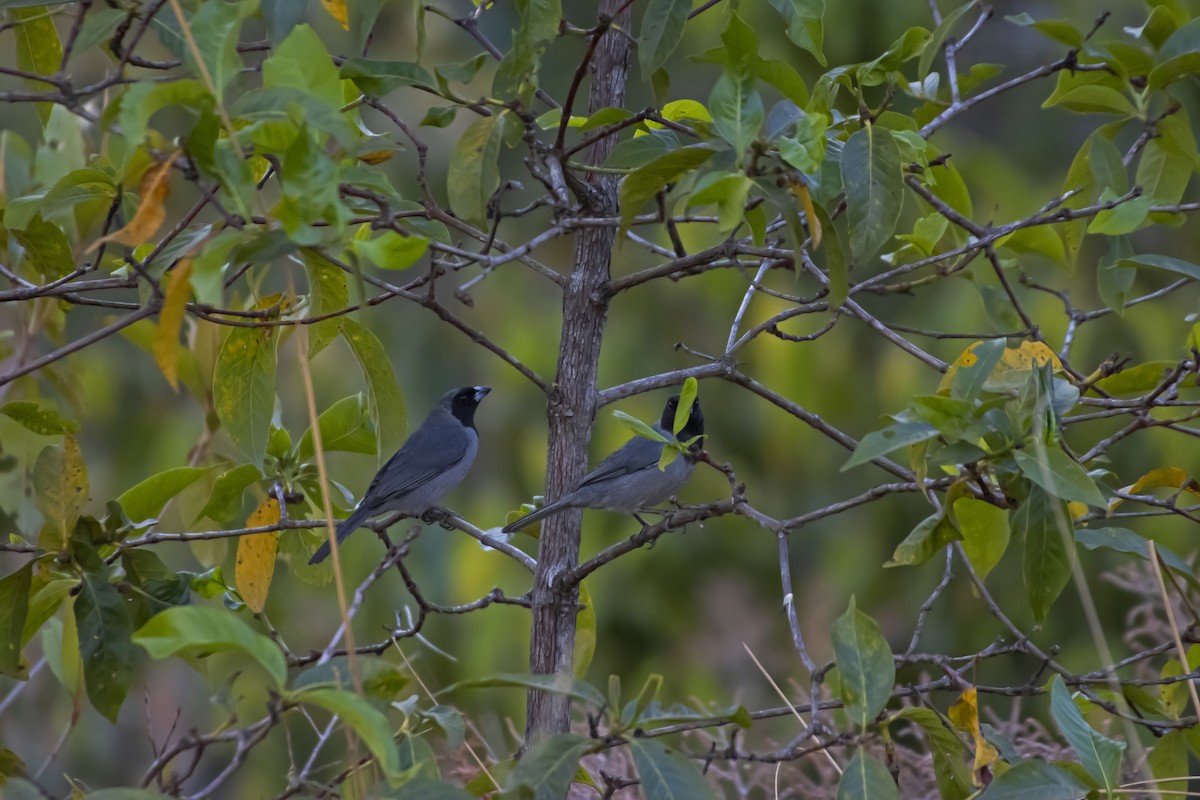 Black-faced Tanager - Antonio Rodriguez-Sinovas