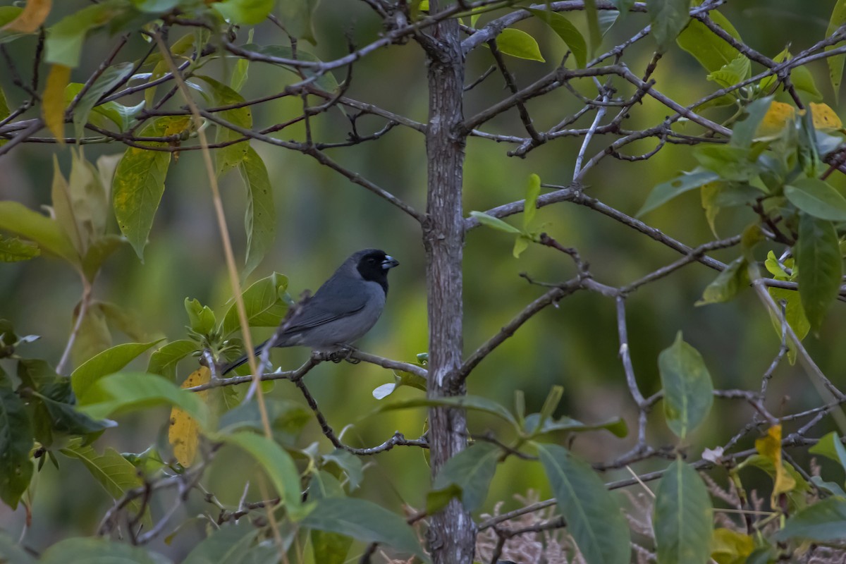 Black-faced Tanager - Antonio Rodriguez-Sinovas