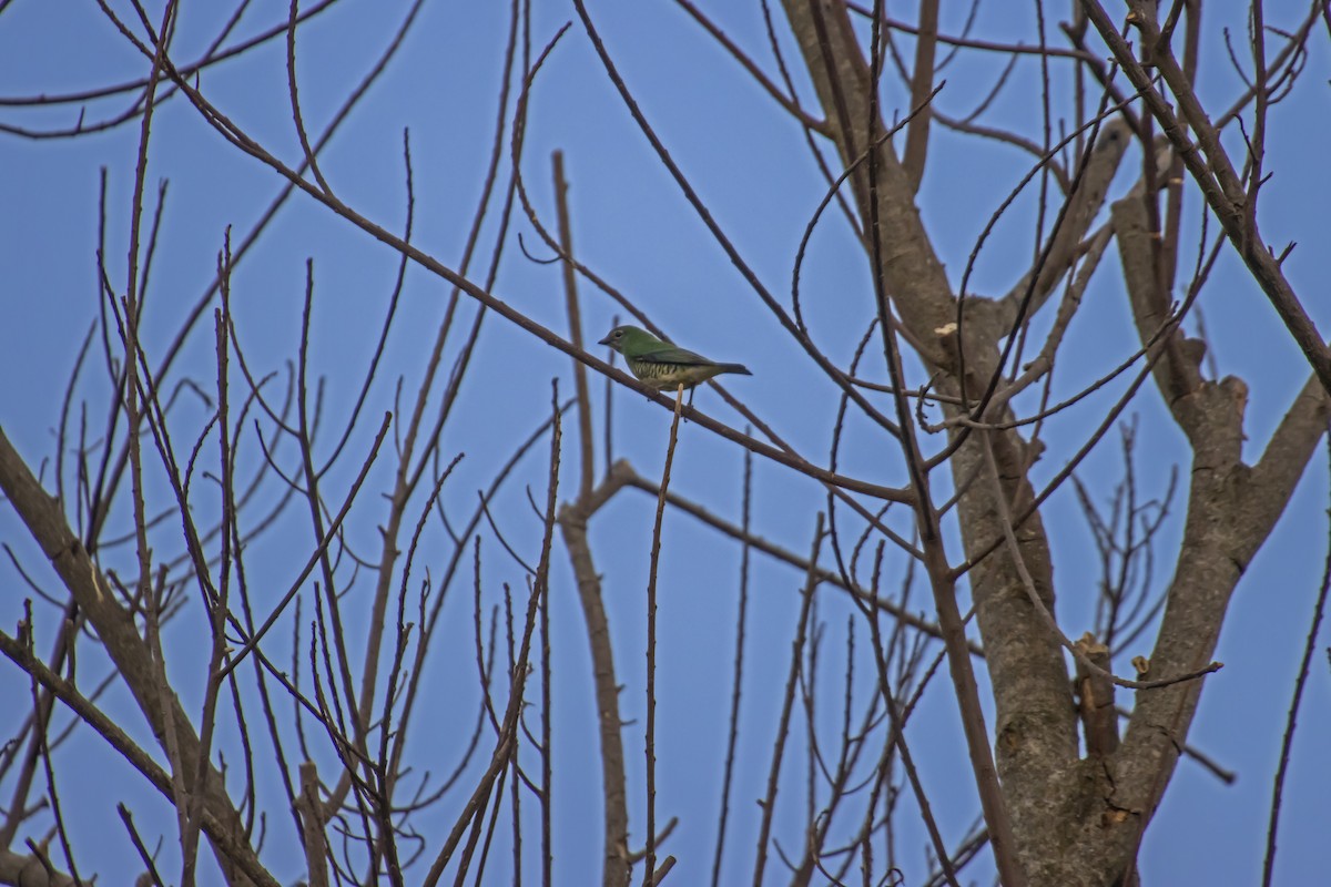 Swallow Tanager - Antonio Rodriguez-Sinovas