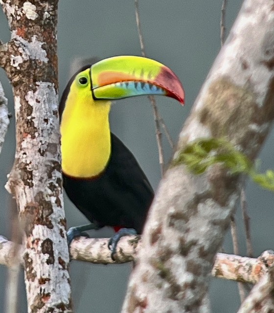 Keel-billed Toucan - ML613226352