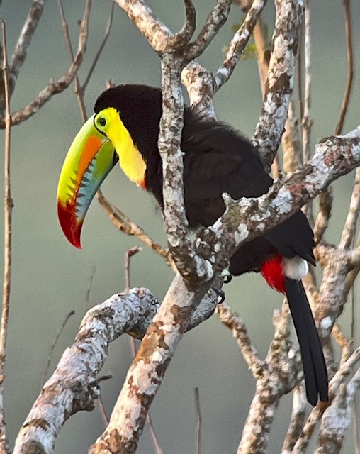 Keel-billed Toucan - ML613226365